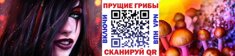 закладка  Коряжма  Галлюциногенные грибы Psilocybine cubensis 